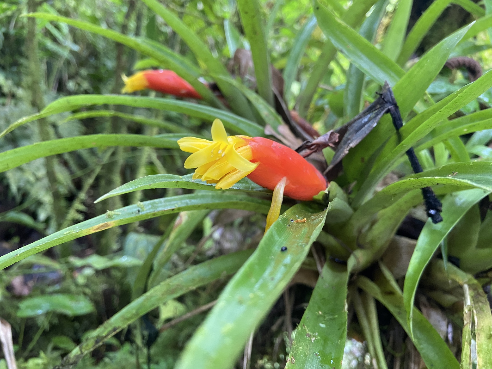 Imagem de Guzmania