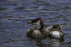 Titicaca Grebe photo 4