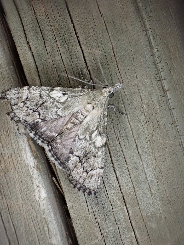 Tufted Pyralid Moth In January 2024 By Mark Hura INaturalist   Large 