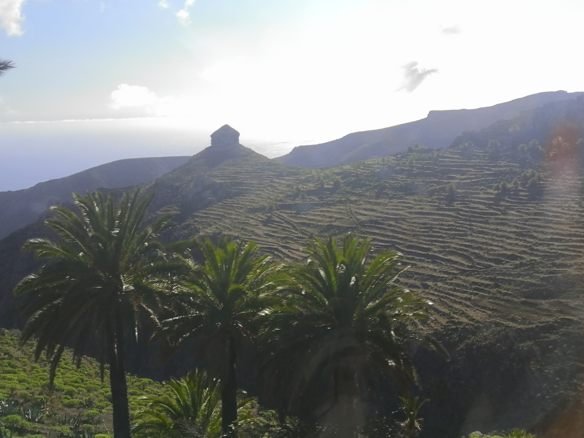 Imagem de Palmeira-das-canárias
