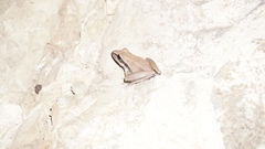 Litoria watjulumensis