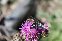 Zygaena ephialtes