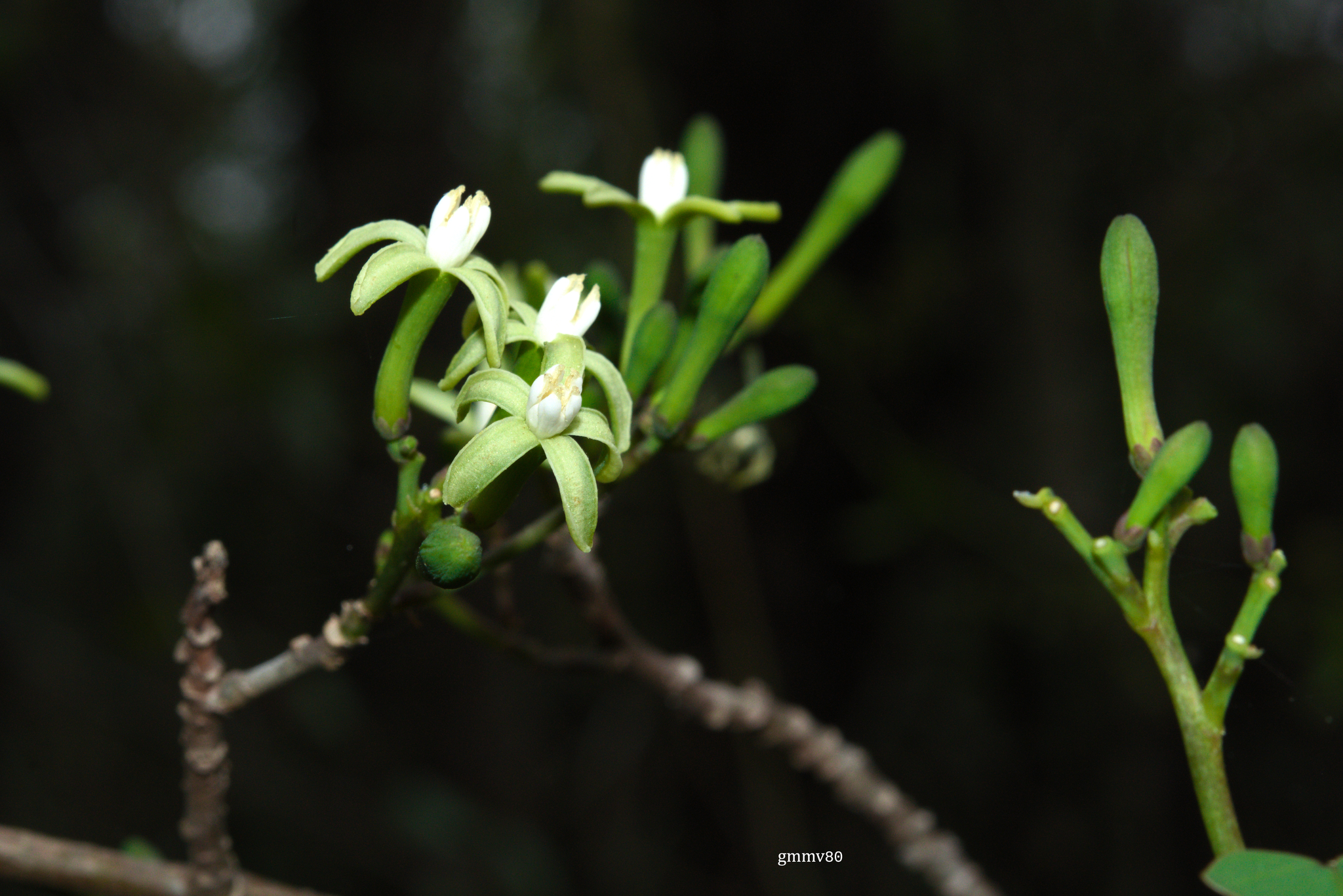 Jacaratia hassleriana Chodat 3