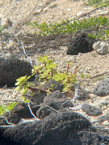 Portulaca lutea observed 2024-01-11