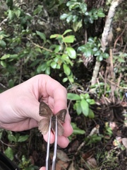 Nhambikuara cerradensis