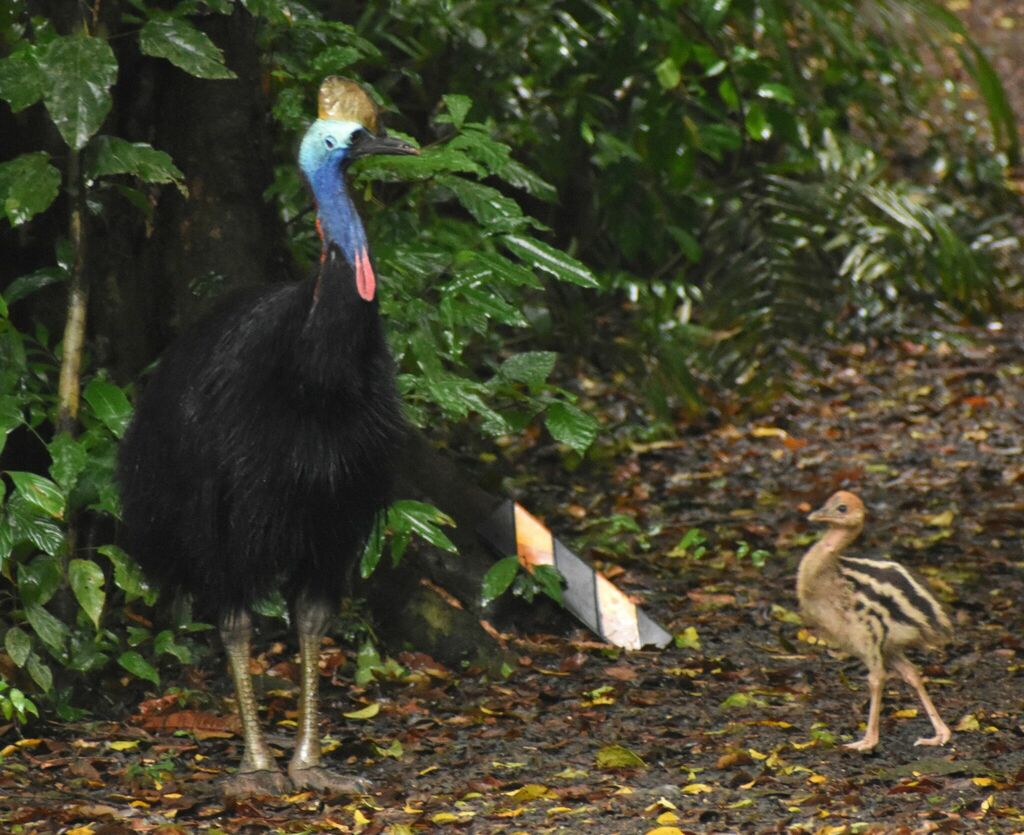 Southern Cassowary from Topaz QLD 4885, Australia on January 12, 2024 ...