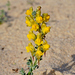 Linaria polygalifolia - Photo (c) Sonja Bouwman-Gringhuis, some rights reserved (CC BY-NC), uploaded by Sonja Bouwman-Gringhuis