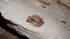 Litoria watjulumensis