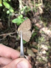 Nhambikuara cerradensis