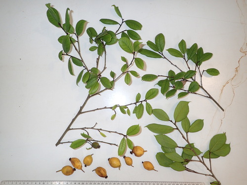Brosimum amazonicum