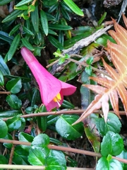 Philesia magellanica