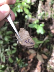 Nhambikuara cerradensis