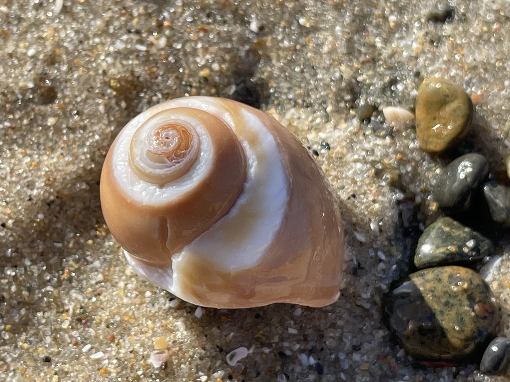 Recluz's Moon Snail from La Jolla, San Diego, CA, USA on January 10 ...