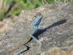 Pseudotrapelus jensvindumi