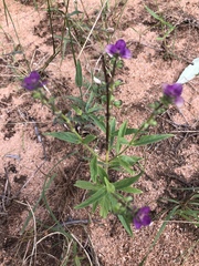 Syncolostemon bracteosus