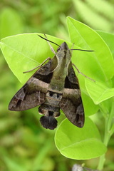 Macroglossum divergens