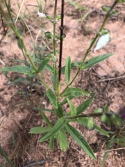 Syncolostemon bracteosus