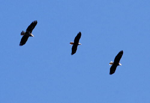 Bald Eagle photographed in Tennessee