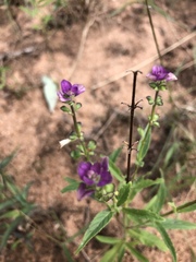Syncolostemon bracteosus