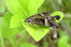 Macroglossum divergens