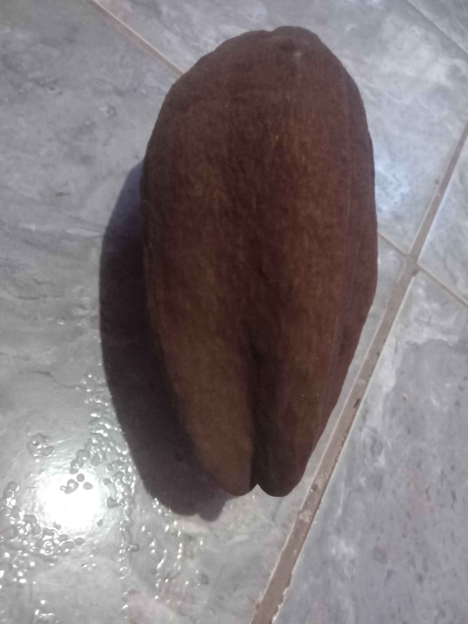 Imagem de Munguba
