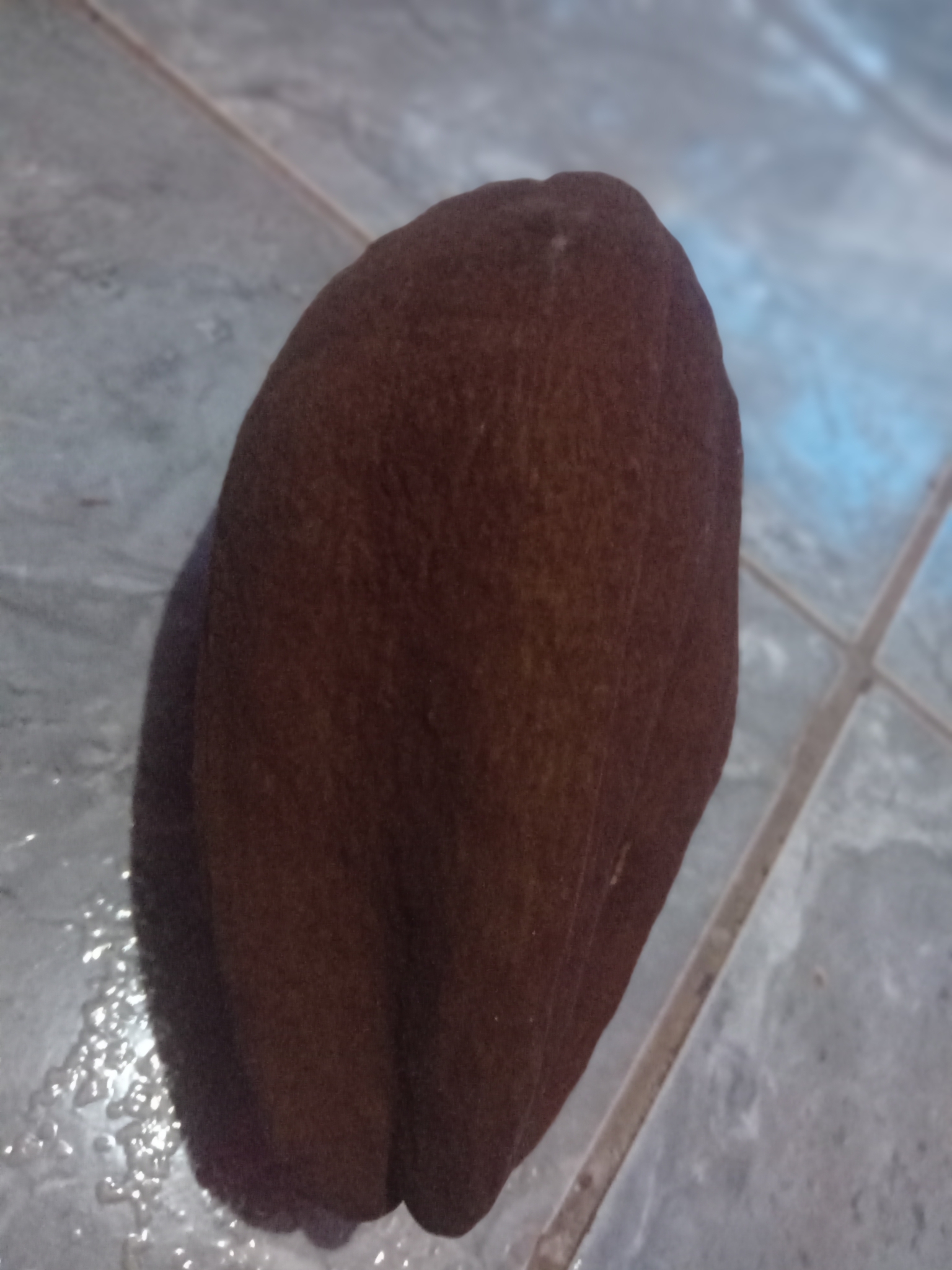 Imagem de Munguba