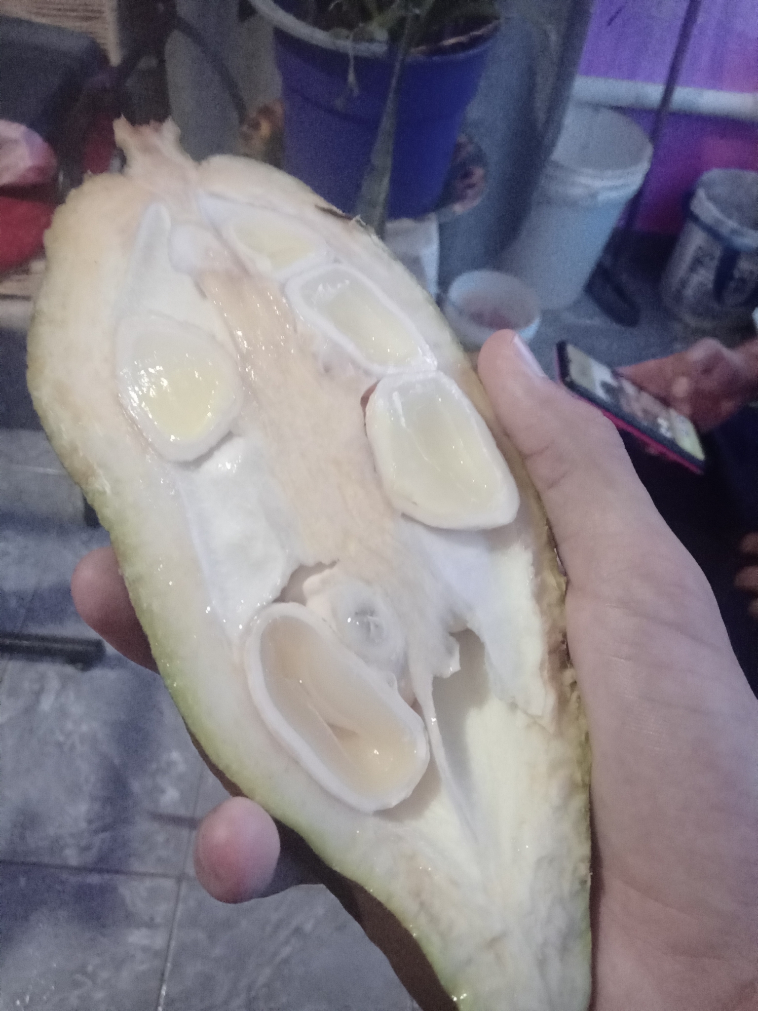 Imagem de Munguba