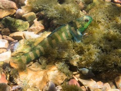 Etheostoma zonale