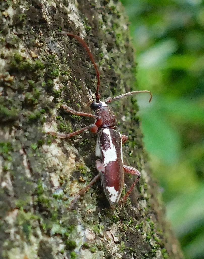 Enaphalodes coronatus