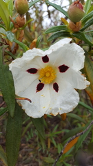Cistus ladanifer