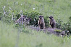 Marmota kastschenkoi