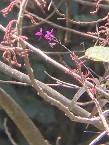 Barkeria skinneri