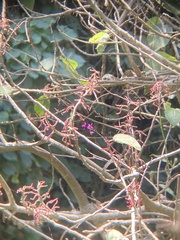 Barkeria skinneri, photograph author not stated, no rights reserved
