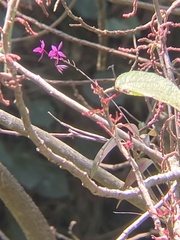 Barkeria skinneri, photograph author not stated, no rights reserved