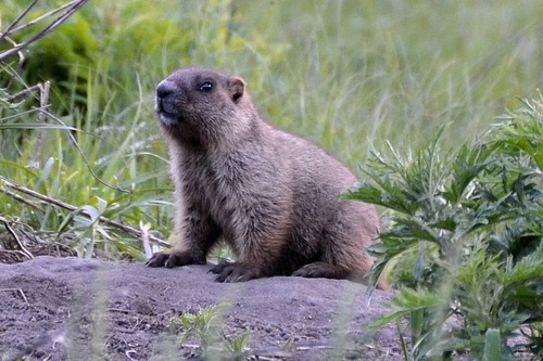 Forest Steppe Marmot