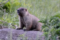 Marmota kastschenkoi