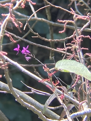 Barkeria skinneri, photograph 4