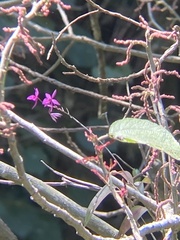 Barkeria skinneri, photograph author not stated, no rights reserved