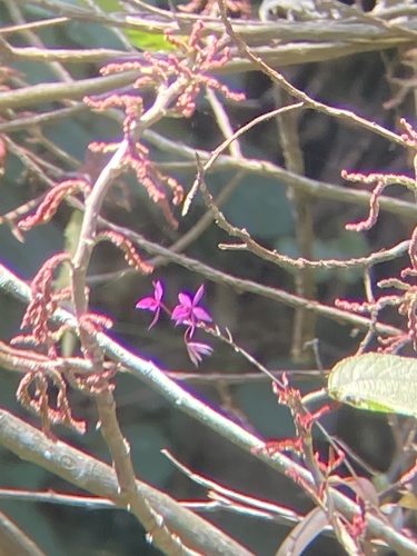 Barkeria skinneri, photograph 5