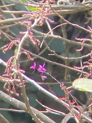 Barkeria skinneri, photograph author not stated, no rights reserved