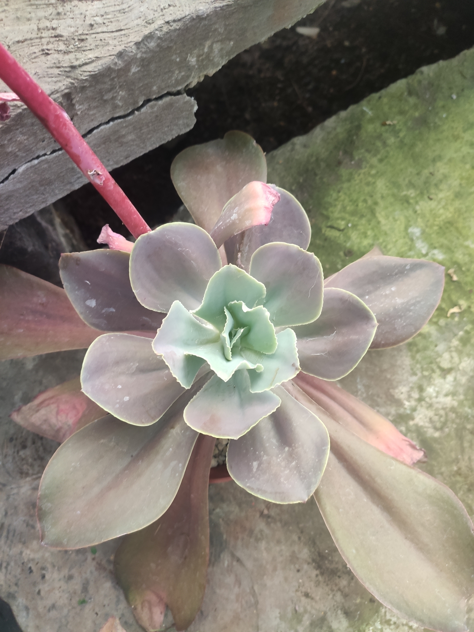 Imagem de Rosa-de-pedra