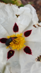 Cistus ladanifer