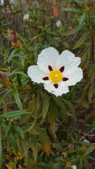 Cistus ladanifer