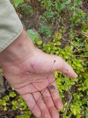 Commicarpus tuberosus