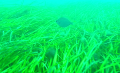 Parequula melbournensis