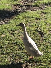 Anas platyrhynchos domesticus