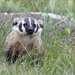 Central North American Badger - Photo (c) James Perdue, some rights reserved (CC BY)