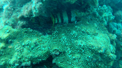 Hypoplectrodes nigroruber