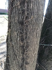 Toxicodendron radicans