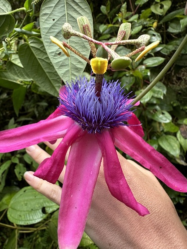 Passiflora longipes, photograph 5